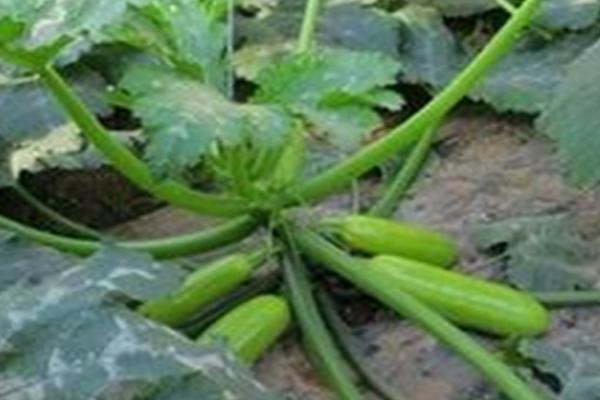 春天种植西葫芦要注意什么,需少施氮肥、做好授粉工作