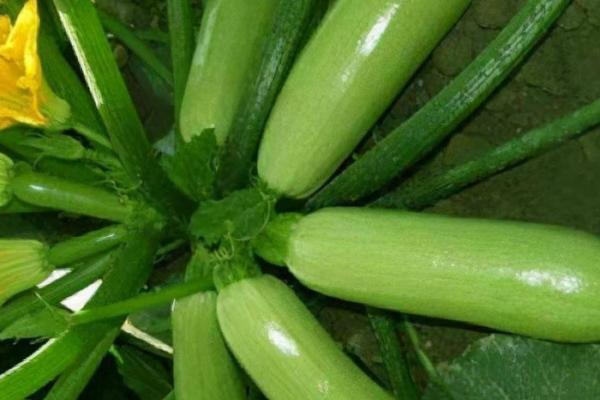 春天种植西葫芦要注意什么,需少施氮肥、做好授粉工作