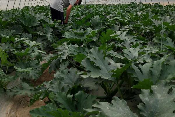 春天种植西葫芦要注意什么,需少施氮肥、做好授粉工作