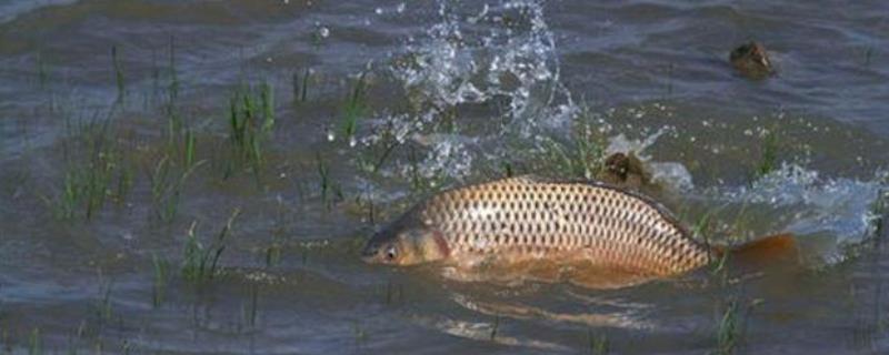 鲤鱼春天喜欢生活在哪里