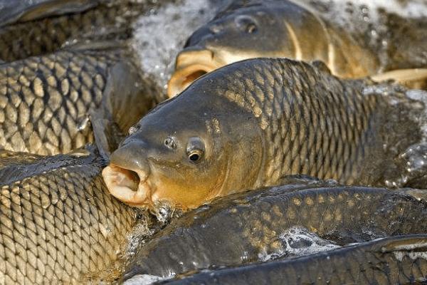 鲤鱼春天喜欢生活在哪里,深浅水交汇处较为常见