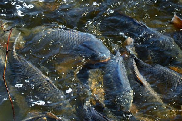 鲤鱼春天喜欢生活在哪里,深浅水交汇处较为常见