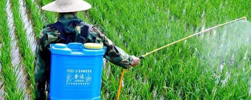 用什么农药防除蚕豆田里面的阔叶草