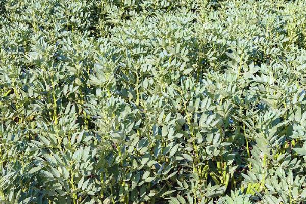 用什么农药防除蚕豆田里面的阔叶草,可使用精禾草克、苯达松等药物