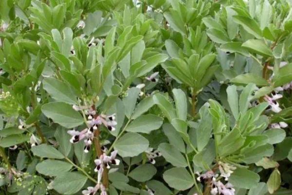 用什么农药防除蚕豆田里面的阔叶草,可使用精禾草克、苯达松等药物