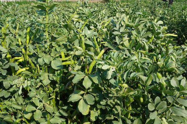 用什么农药防除蚕豆田里面的阔叶草,可使用精禾草克、苯达松等药物