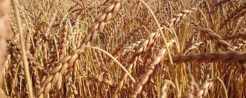 小麦冬季管理方法