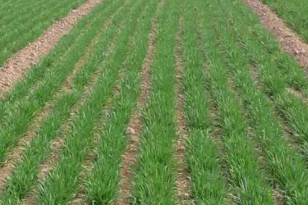 小麦冬季管理方法,需浇好越冬水、适时开展化学除草工作