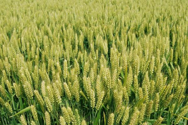 小麦冬季管理方法,需浇好越冬水、适时开展化学除草工作