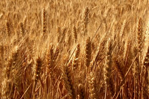 小麦冬季管理方法,需浇好越冬水、适时开展化学除草工作