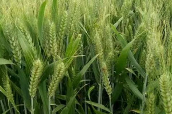 小麦冬季管理方法,需浇好越冬水、适时开展化学除草工作