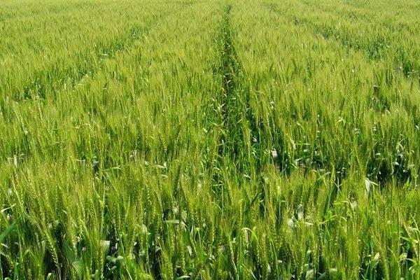 小麦冬季管理方法,需浇好越冬水、适时开展化学除草工作