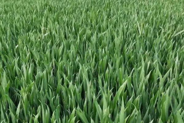 小麦冬季管理方法,需浇好越冬水、适时开展化学除草工作