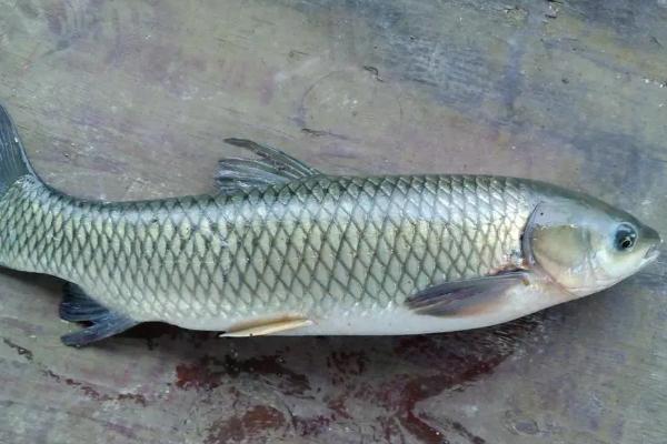 鱼会撑死吗,投喂饲料太多容易引发肠炎导致死亡