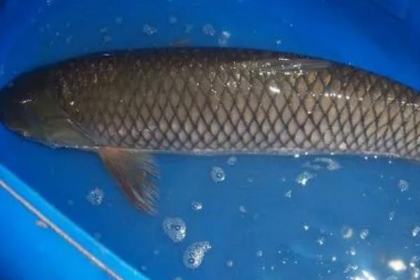 鱼会撑死吗,投喂饲料太多容易引发肠炎导致死亡