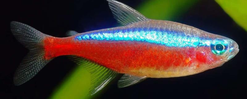 宝莲灯鱼与红绿灯鱼有什么区别