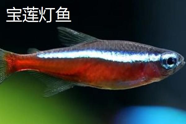 宝莲灯鱼与红绿灯鱼有什么区别,前者的红色条纹较长、后者的红色条纹较短