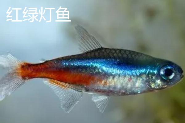 宝莲灯鱼与红绿灯鱼有什么区别,前者的红色条纹较长、后者的红色条纹较短