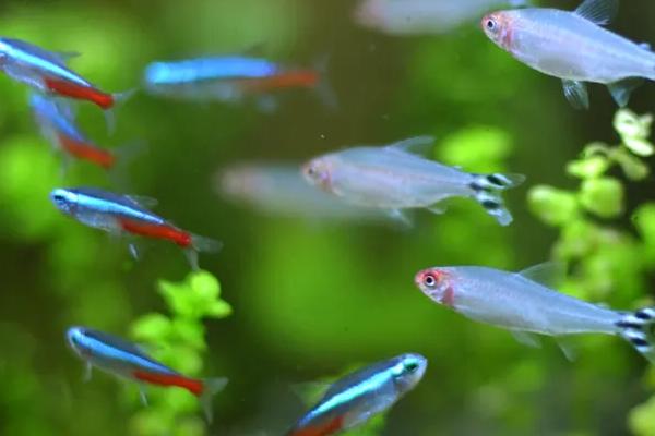 宝莲灯鱼与红绿灯鱼有什么区别,前者的红色条纹较长、后者的红色条纹较短