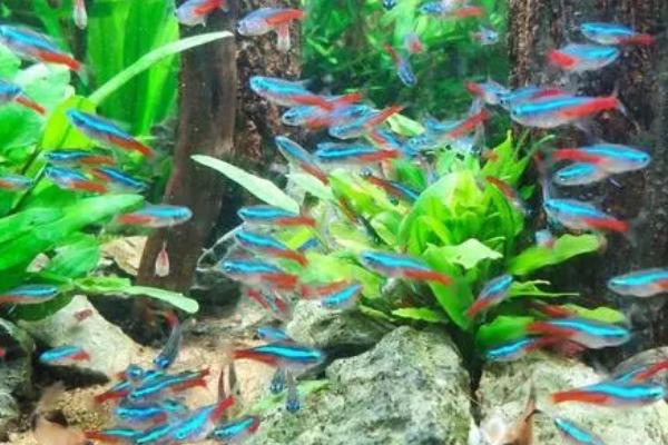 宝莲灯鱼与红绿灯鱼有什么区别,前者的红色条纹较长、后者的红色条纹较短