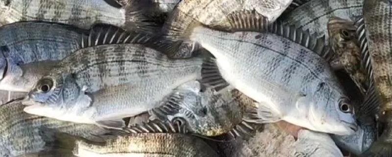 黑鲷鱼有没有刺