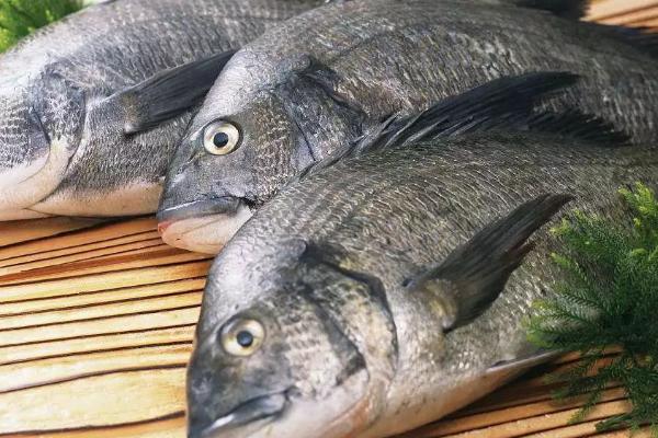 黑鲷鱼有没有刺,有鱼刺但数量不多