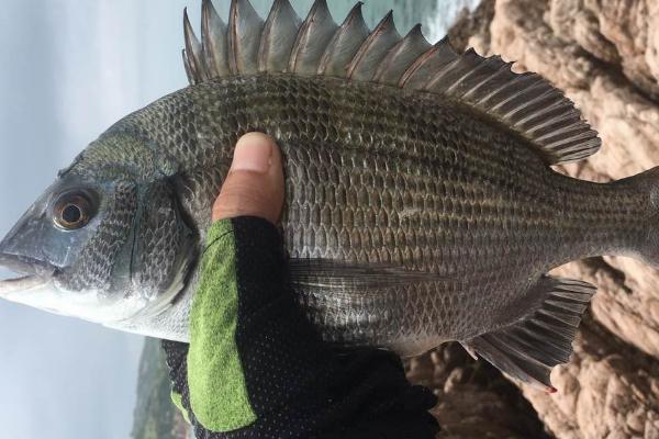 黑鲷鱼有没有刺,有鱼刺但数量不多