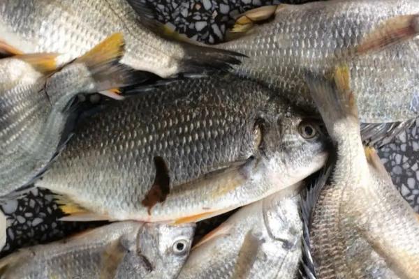 黑鲷鱼有没有刺,有鱼刺但数量不多