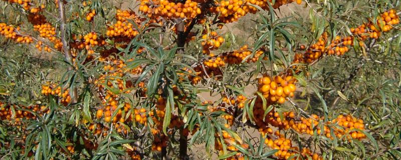 种沙棘果施什么肥