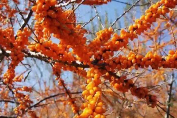 种沙棘果施什么肥,主要是有机肥