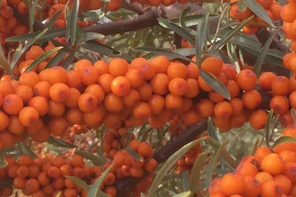 种沙棘果施什么肥,主要是有机肥