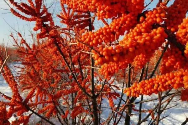 种沙棘果施什么肥,主要是有机肥