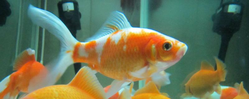 草金鱼喜欢新水还是老水