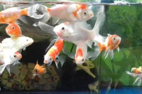 草金鱼喜欢新水还是老水,比较喜欢老水