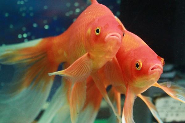 草金鱼喜欢新水还是老水,比较喜欢老水