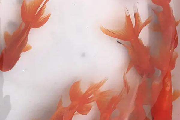 草金鱼喜欢新水还是老水,比较喜欢老水