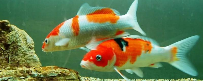 锦鲤鱼怎样养