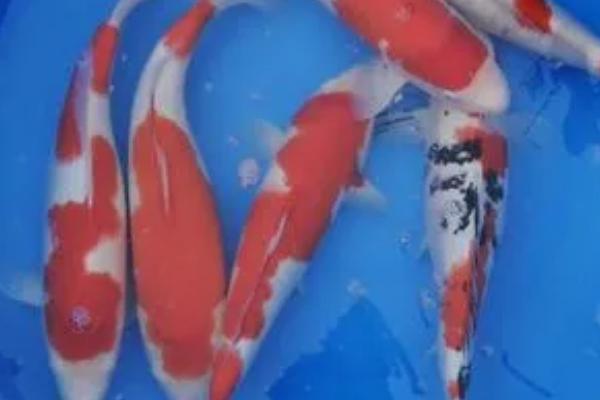 锦鲤鱼怎样养,首先要注意换水