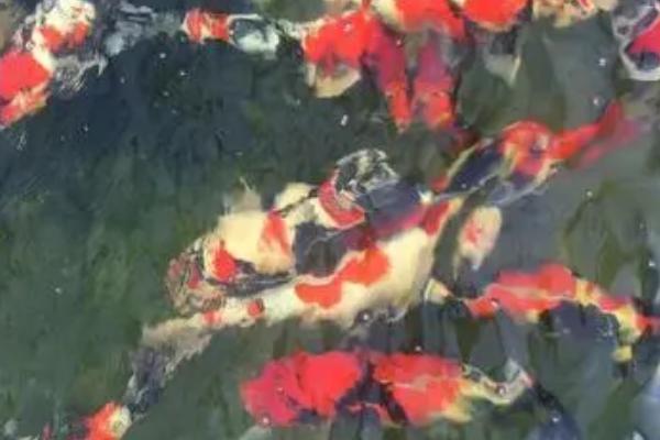 锦鲤鱼怎样养,首先要注意换水