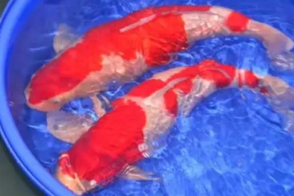 锦鲤鱼怎样养,首先要注意换水