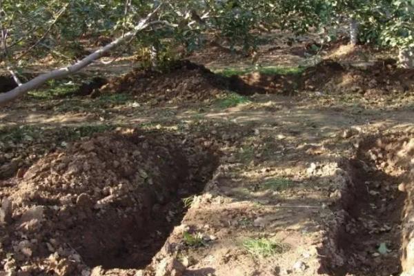 磷肥对果树有哪些作用,可促进根系生长、改善果实品质