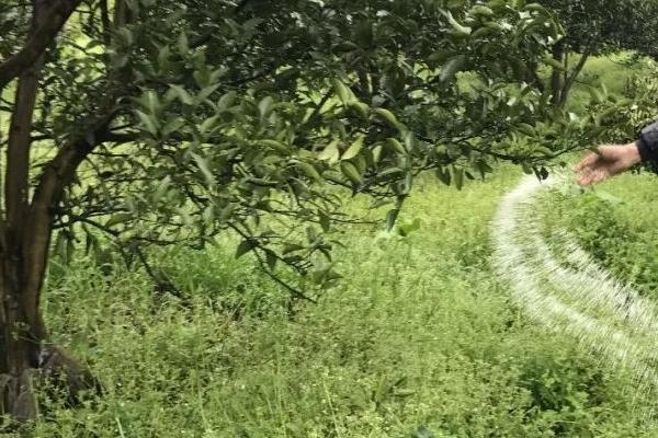 磷肥对果树有哪些作用,可促进根系生长、改善果实品质