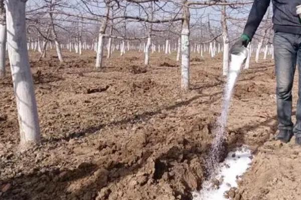 磷肥对果树有哪些作用,可促进根系生长、改善果实品质