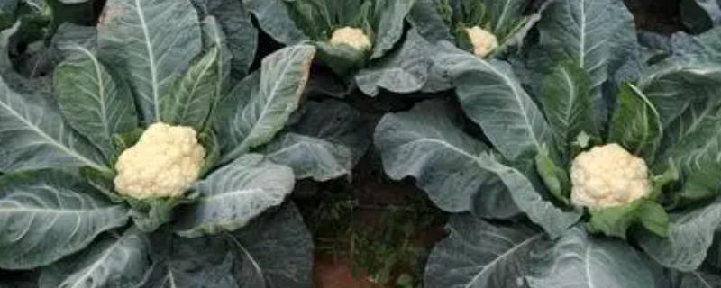 大棚菜花结球期水肥管理方法