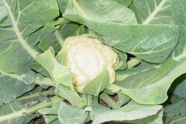 大棚菜花结球期水肥管理方法,兑水肥需求较大