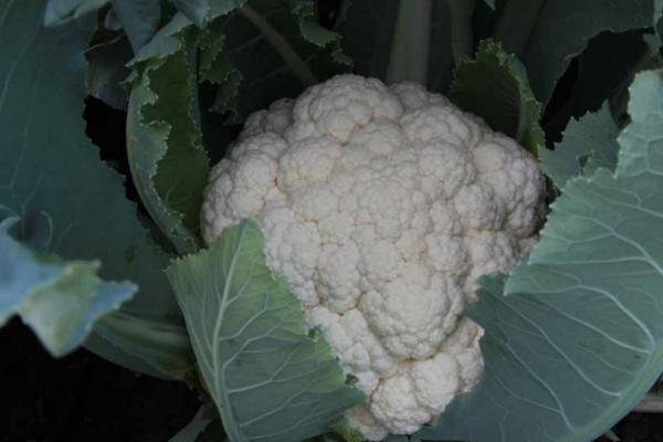 大棚菜花结球期水肥管理方法,兑水肥需求较大