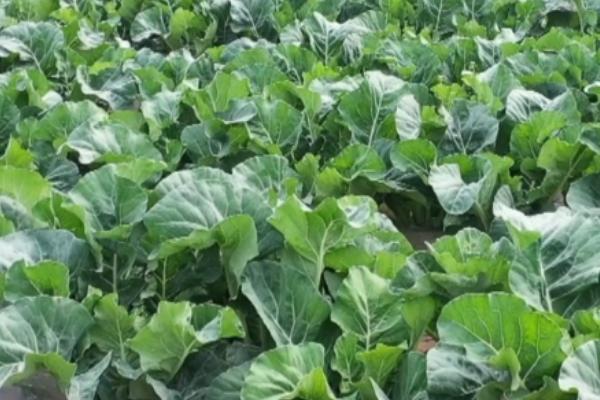 大棚菜花结球期水肥管理方法,兑水肥需求较大