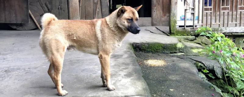 狗为何对着一个地方叫