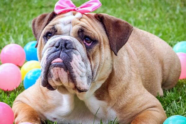 狗为何对着一个地方叫,可能是听到异常声音、感受到危险