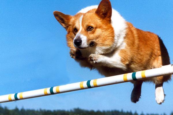 狗为何对着一个地方叫,可能是听到异常声音、感受到危险